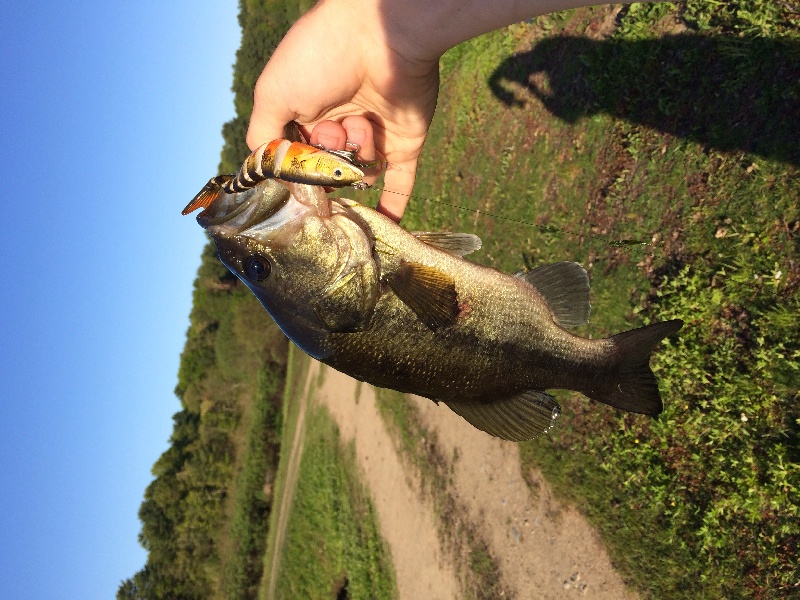 Swimbait bass near Marshfield