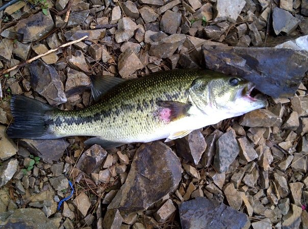 LMB Spot Pond