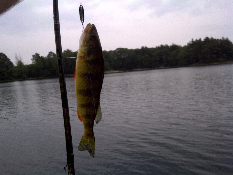 My First Yellow Perch