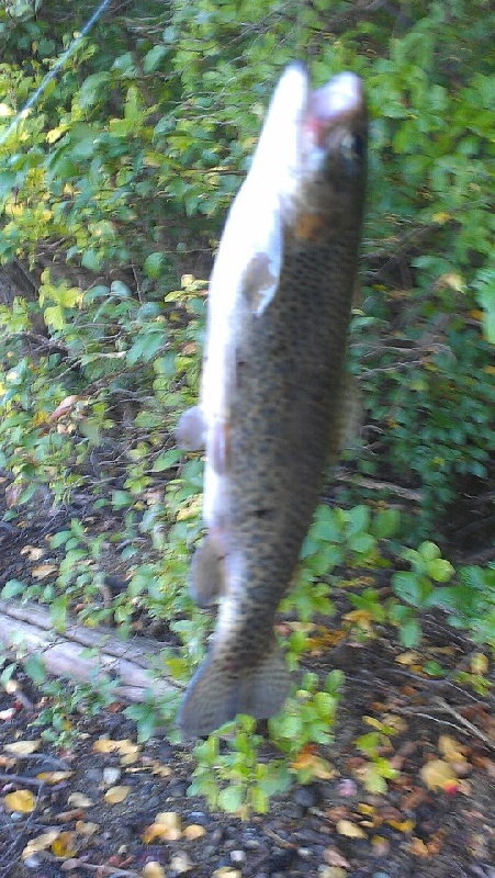 Brown Trout