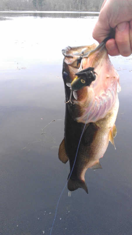 Heddon Torpedo near Quincy