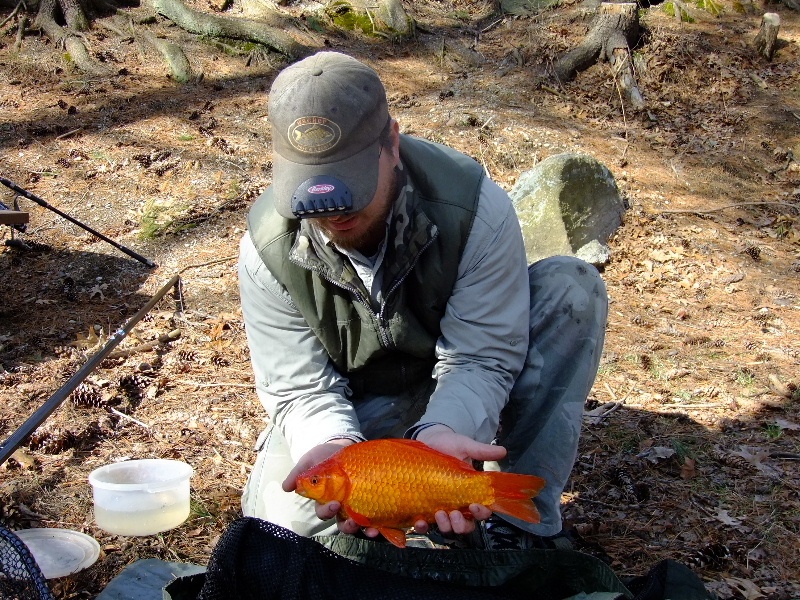 pb goldfish