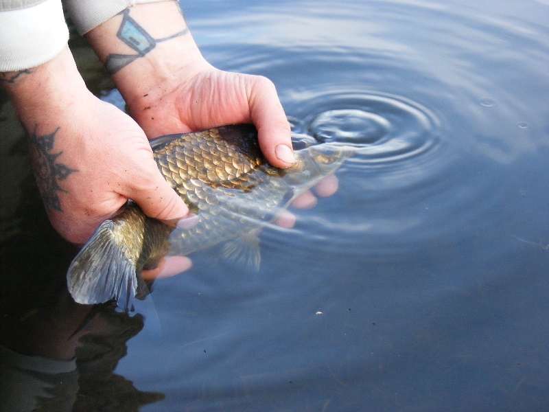 wild goldfish