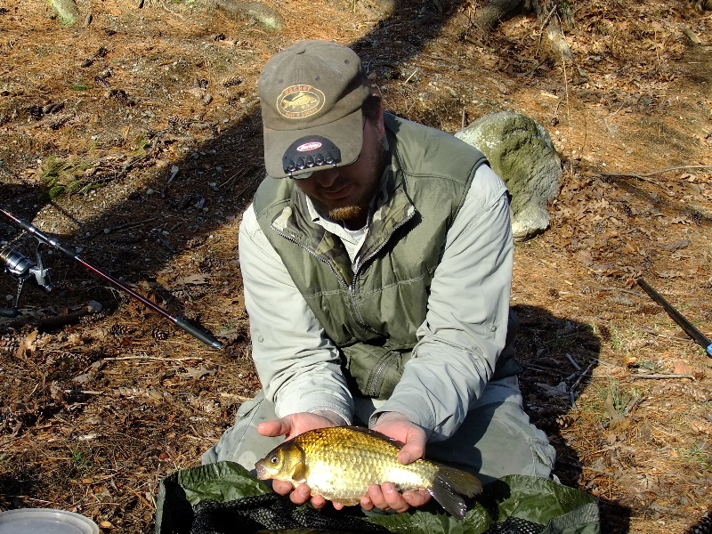 wild goldfish