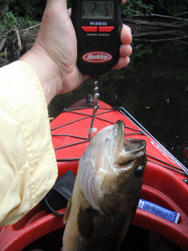 Charles River, Dedham Rt. 135 Fishing Report - MA Fish Finder