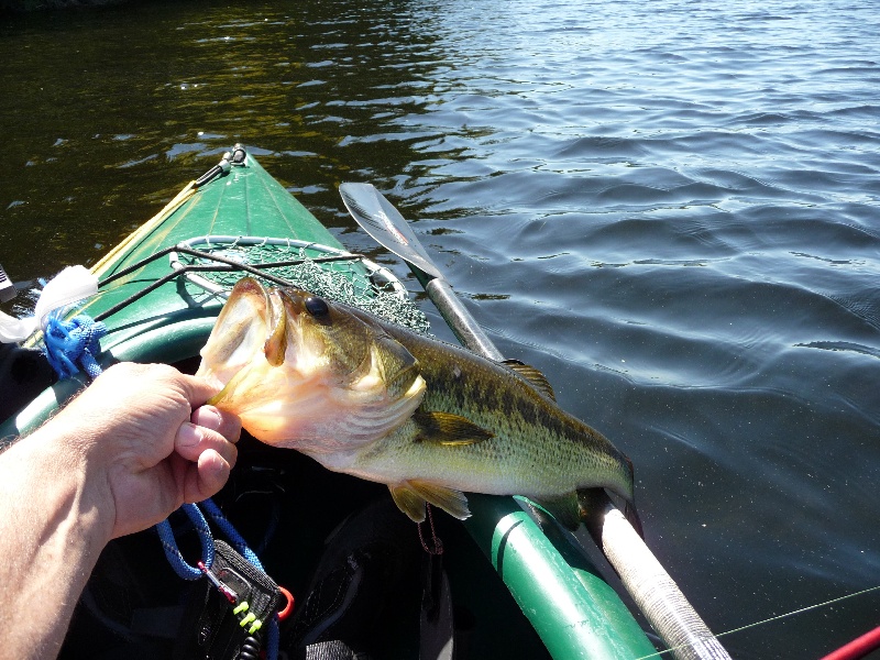 Hubbard Pond fish