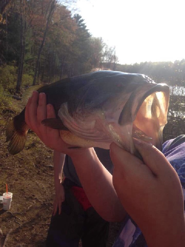 Huge bass