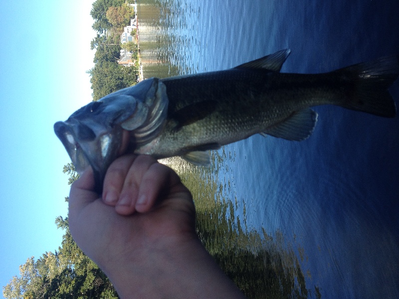 Nice bass