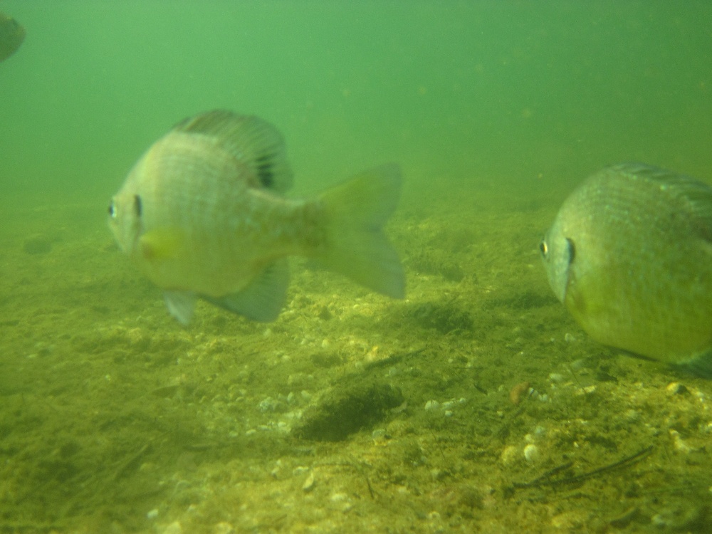 Freshwater Sunfish