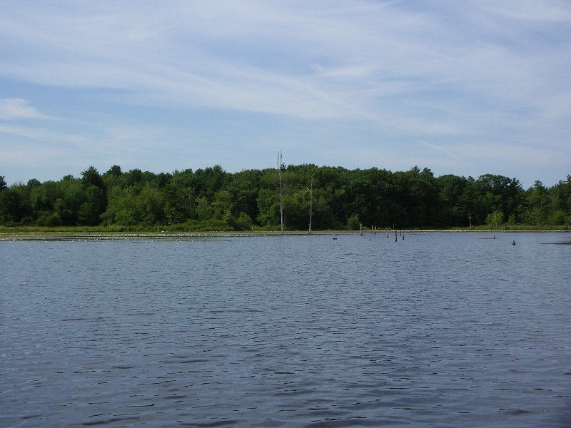 A1/Stump pond