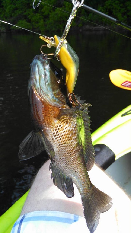 0.3 lb Bluegill near Plympton