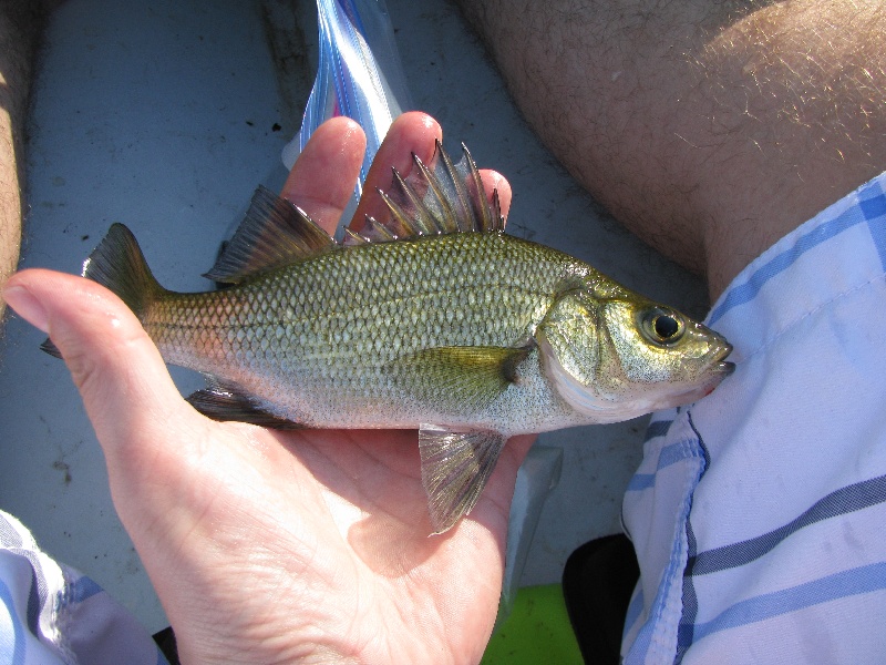 White Perch