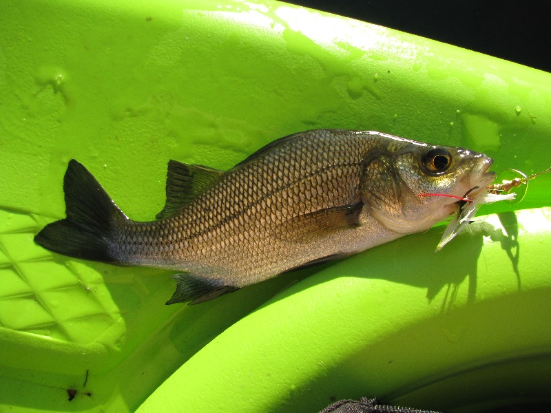 White Perch