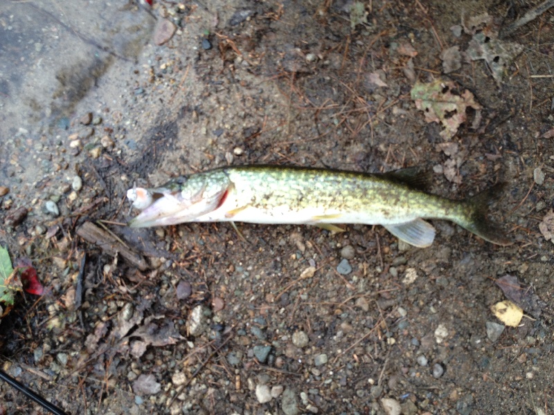 Chain pickerel