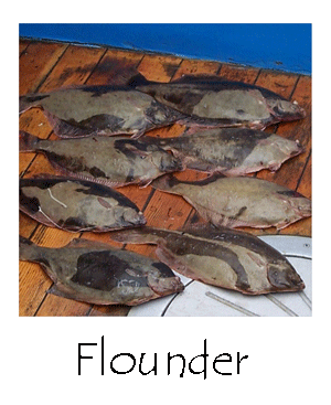 Flounder