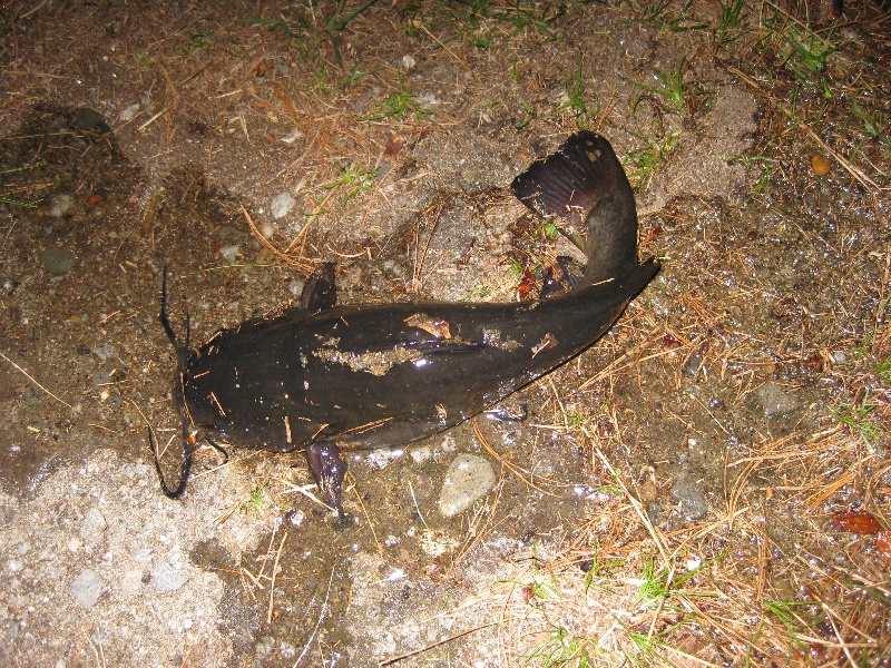 hornpout caught at Forge pond