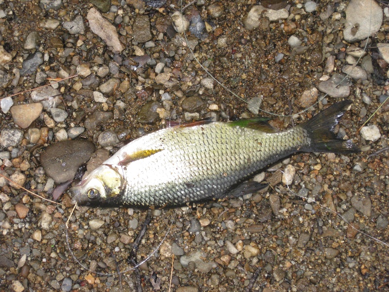 golden shiner caught at Forge pond