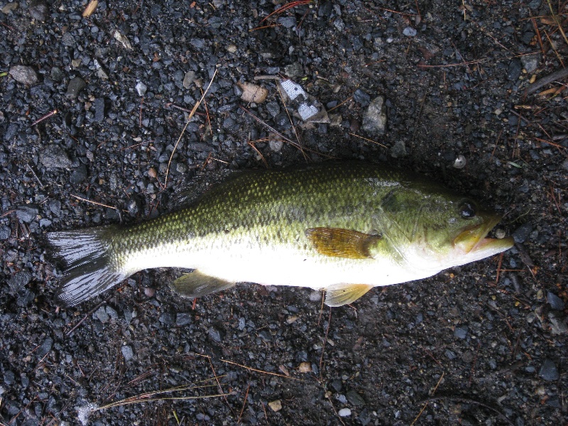 13" largemouth bass