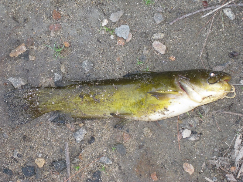 yellow bullhead