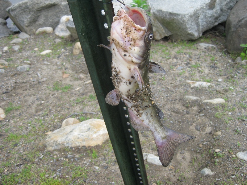 white catfish