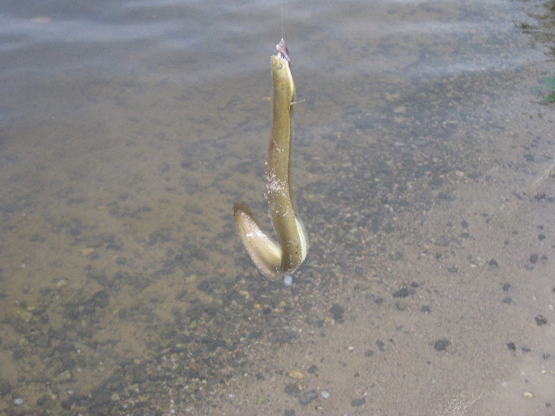 american eel