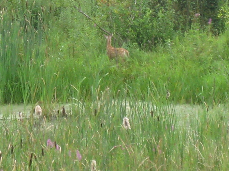 white tail deer at Baddacook pond