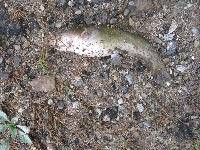 Merrimack river bullheads