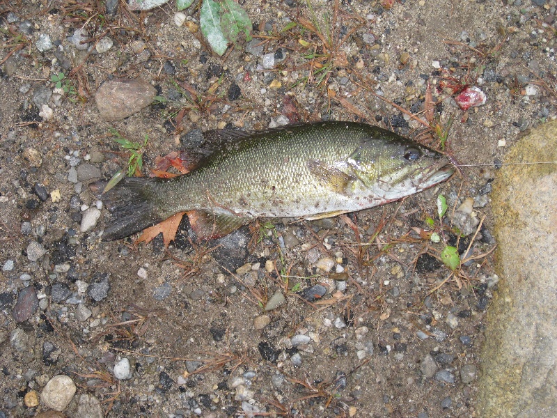 Chelmsford fishing photo 5