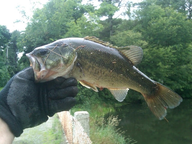 Stoughton fishing photo 2