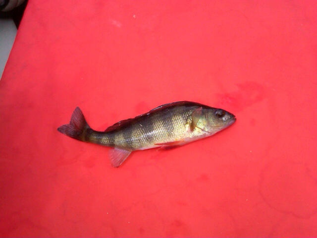 Little Redfin Perch just over 1lb. Shot for a 5 Swimbait, everytime i  target Pike the Perch come out. : r/Fishing