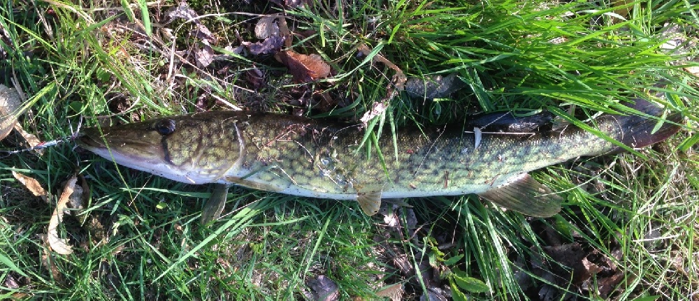 Chain Pickerel