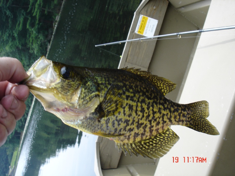 Crappie