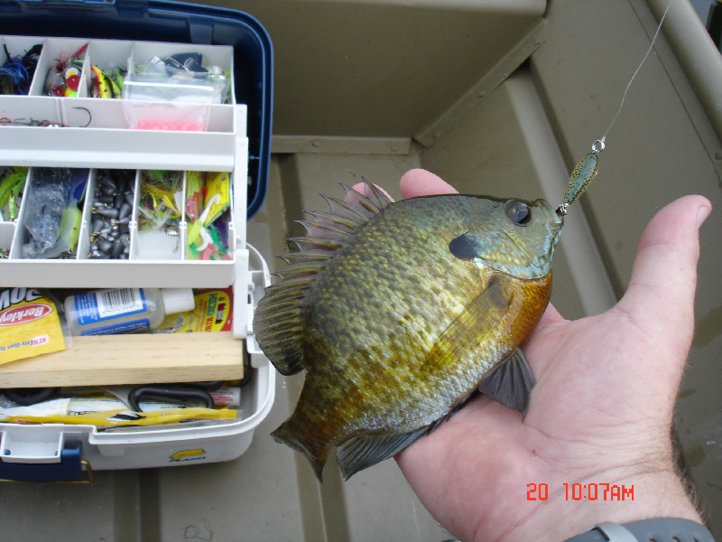 Pesky Bluegills!