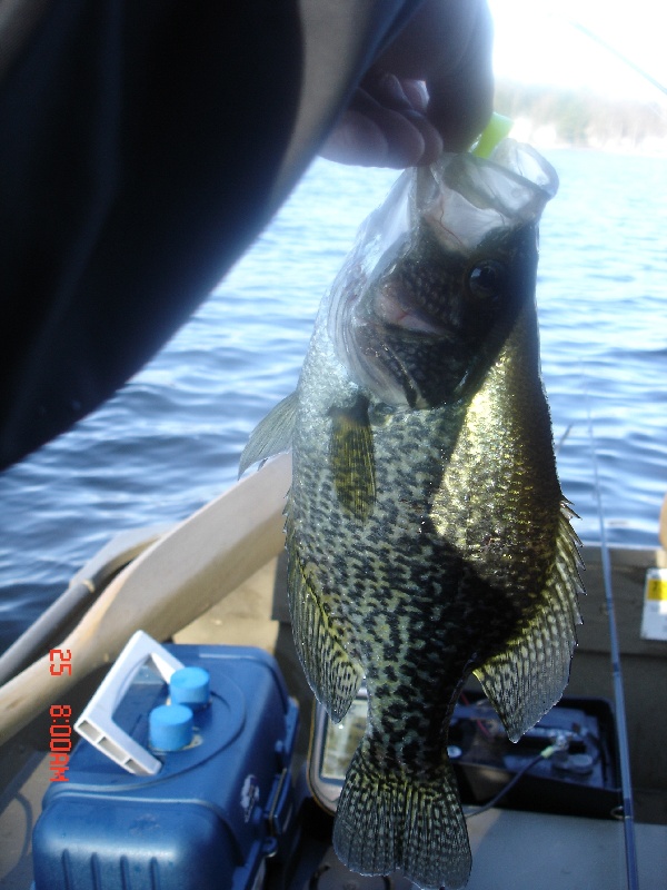 Singletary Crappie