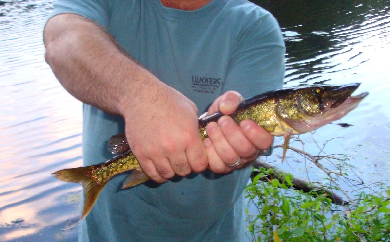 14" Chain Pickerel