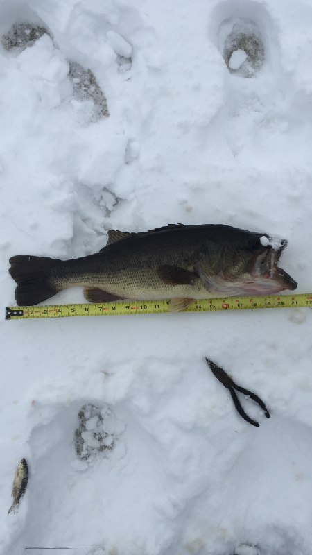 length of largemouth