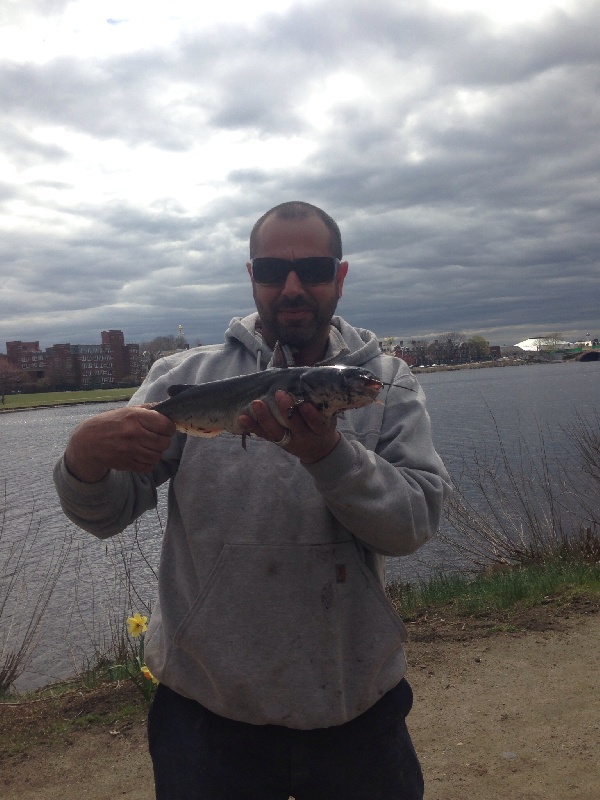 Charles river cat 