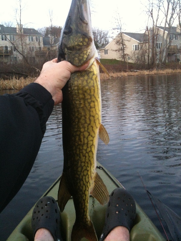 Giant Pickerel