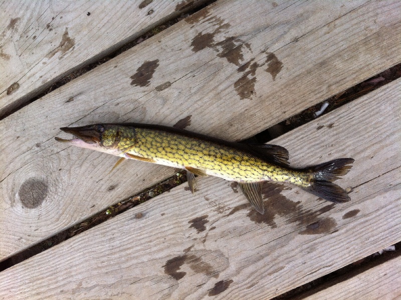 Chain Pickerel