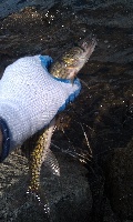 Jacobs Pond 4/9/13 Fishing Report