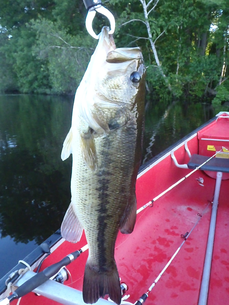 Reeds Pond (Studleys Pond) LMB near Rockland