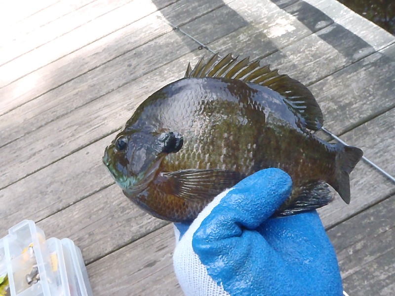 Bluegill near Norwell