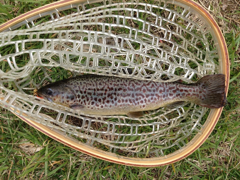 Brown Trout