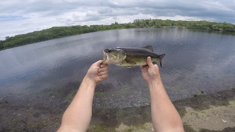 Largemouth