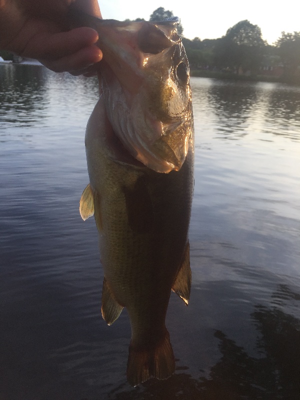 largemouth bass - first cast! near Cambridge