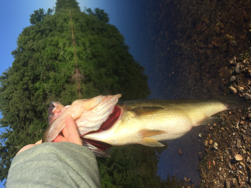 Sudbury Lunker! near Marlborough