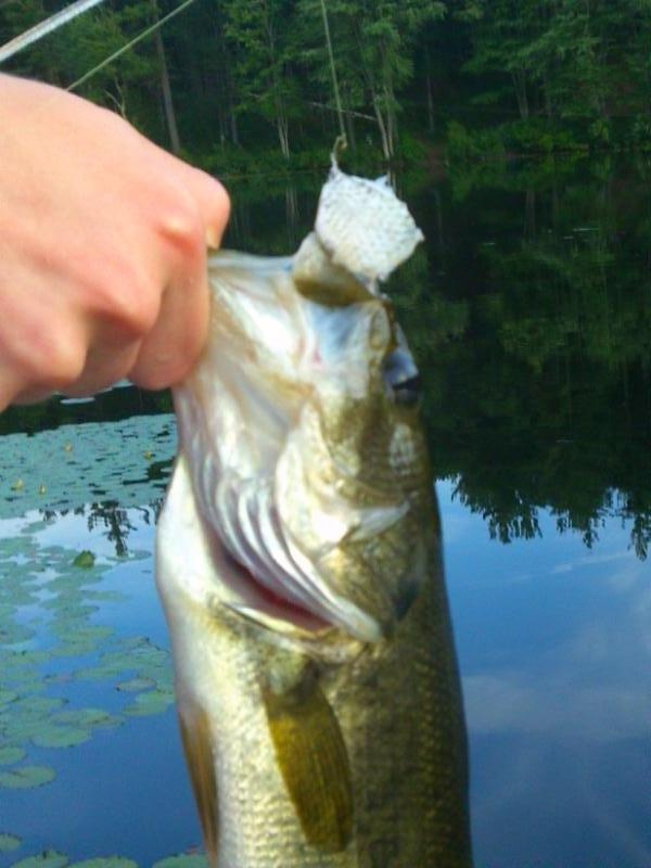 13 inch largemouth