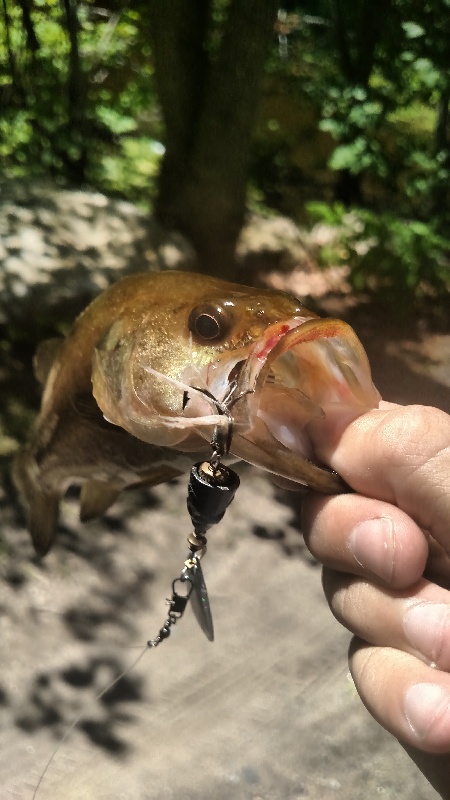 Lmb on a blue fox shallow shiner shad