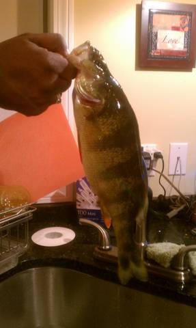 Big Perch