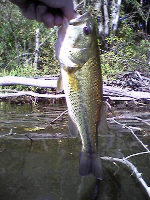 Little Pond Bass near Belmont